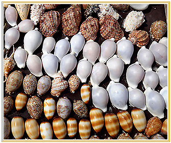 "Cowry and other Indian Ocean shells in Zanzibar", EQRoy